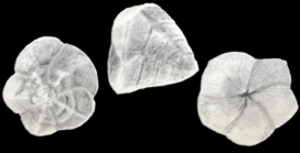 Angulodiscorbis (?) tobagoensis McCulloch, 1981