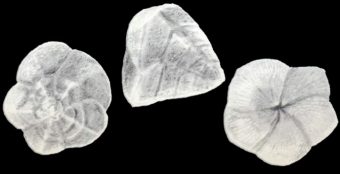 Angulodiscorbis (?) tobagoensis McCulloch, 1981