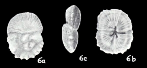 Guyhoytina helenae McCulloch, 1981