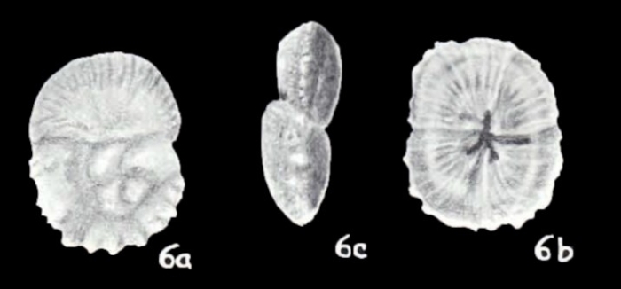 Guyhoytina helenae McCulloch, 1981