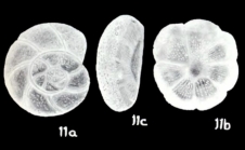 Crumia (?) laveliana McCulloch, 1981