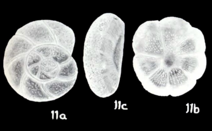 Crumia (?) laveliana McCulloch, 1981