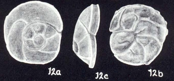 Bronnimannia (?) lavelaensis McCulloch, 1981
