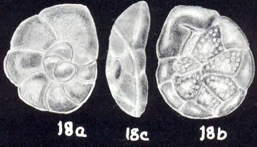 Asterigerinata (?) margaritaensis McCulloch, 1981