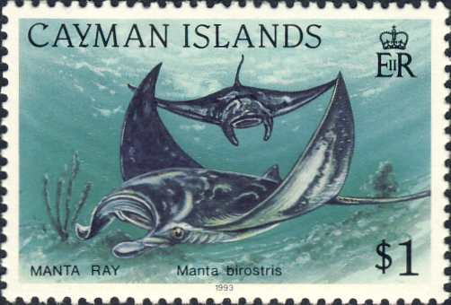 Manta birostris Manta birostris