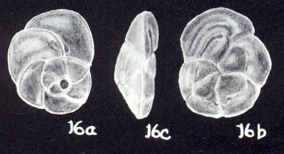 Heronallenia (?) flynni McCulloch, 1981