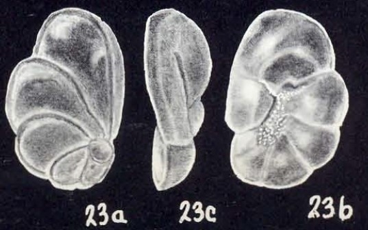 Saintclairoides marlysae McCulloch, 1981