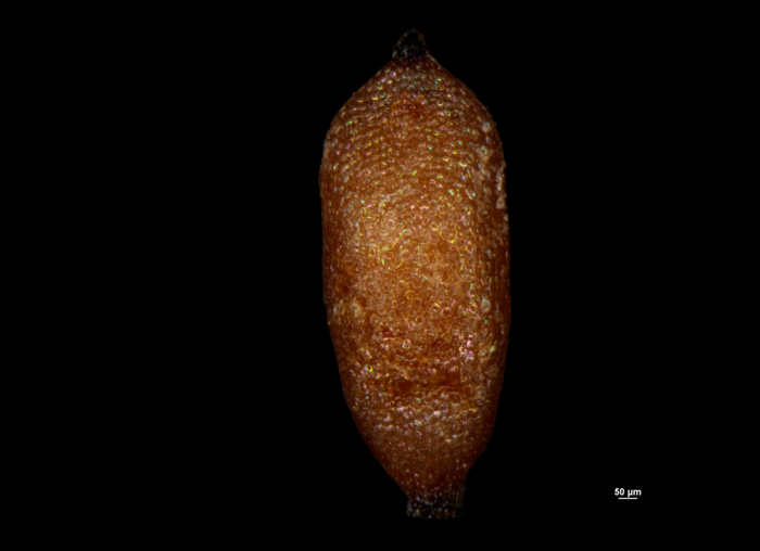 Nutlet of Cyperus conglobatus E.Martinez S 29173 (NY) 1