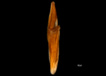 Female glume of Cyperus coriifolius (NY02618637) 1