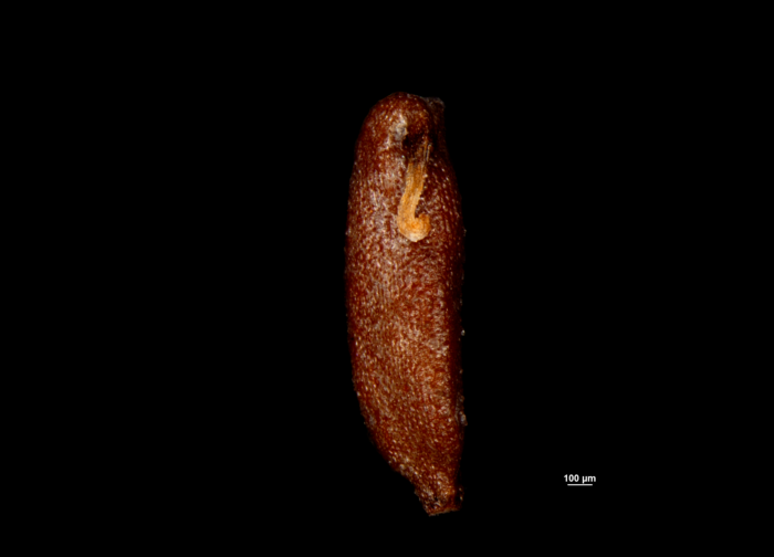 Nutlet of Cyperus coriifolius (NY02618637) 1