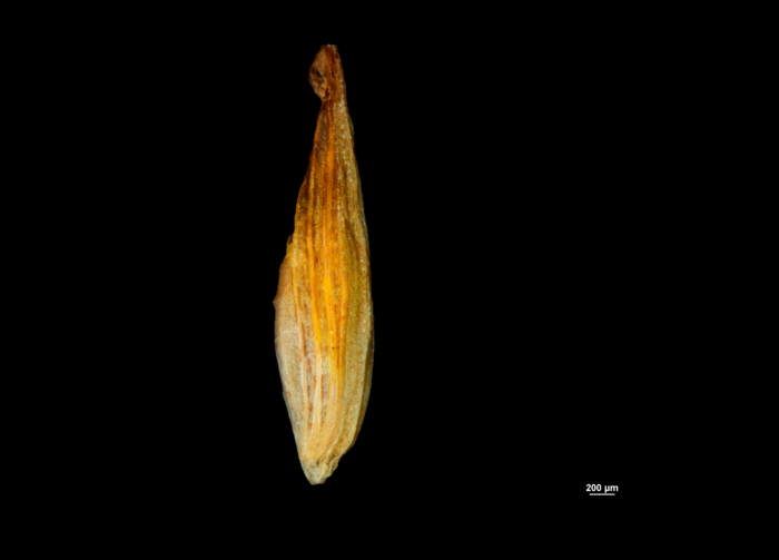 Female glume of Cyperus myrmecias (NY04721130) 1