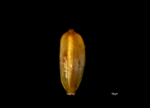 Nutlet of Cyperus myrmecias (NY04721130) 1