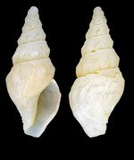 Typhlomangelia nivalis (Lovén, 1846) - Iceland N- 7.9 mm