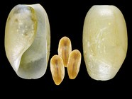 Cylichnoides occultus (Mighels & C. B. Adams, 1842) - Iceland N - 7.3 mm