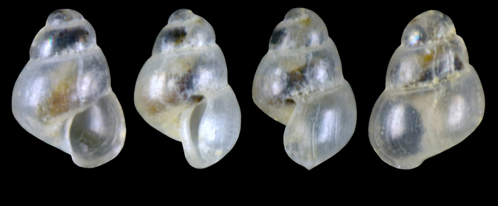 Cima inconspicua Warén, 1993 - Iceland W - 0.8 mm