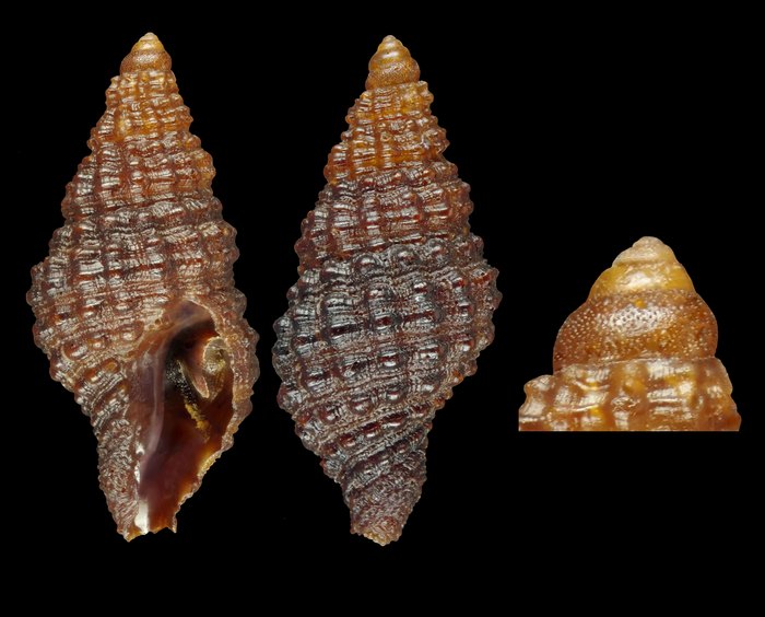 Trachypollia turricula (Maltzan, 1884) - Gran Canaria (E) - 6.9 mm