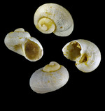 Rugulina fragilis (G. O. Sars, 1878) - Iceland W - 1.0 mm