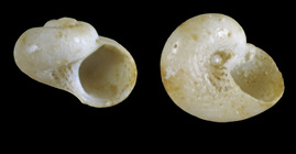 Skenea ossiansarsi War, 1991 - Iceland W - 1.3 mm
