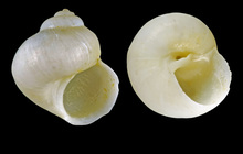 Skenea peterseni (Friele, 1877) - Iceland NW - 2.4 mm