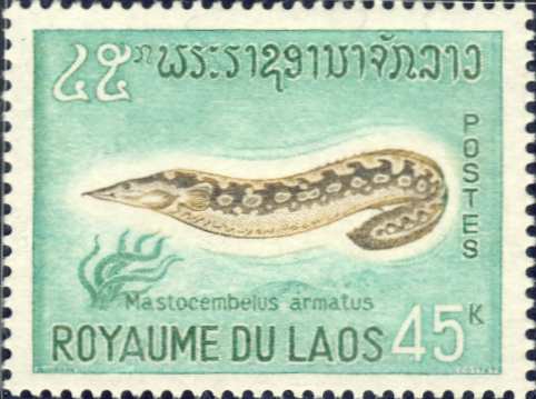 Mastacembelus armatus Mastacembelus armatus