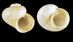 Skenea trochoides (Friele, 1876) -Iceland W - 1.8 mm