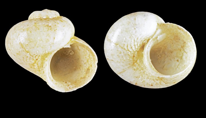 Skenea trochoides (Friele, 1876) -Iceland W - 1.8 mm