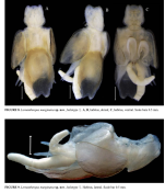 Lernanthropus marginatus
