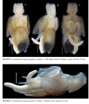 Lernanthropus marginatus