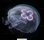 Aurelia maldivensis Bigelow, 1904