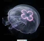 Aurelia maldivensis Bigelow, 1904