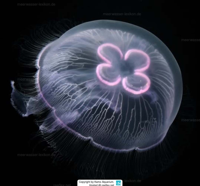 Aurelia maldivensis Bigelow, 1904