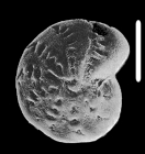 Retroelphidium anabarense Levchuk & Gudina in Gudina & Levchuk 1989 topotype