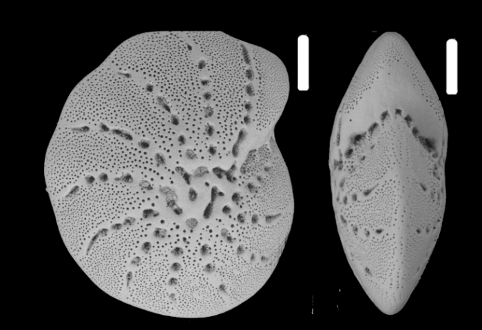 Cribroelphidium batiale (Saidova 1961), S48, sequenced specimen, 