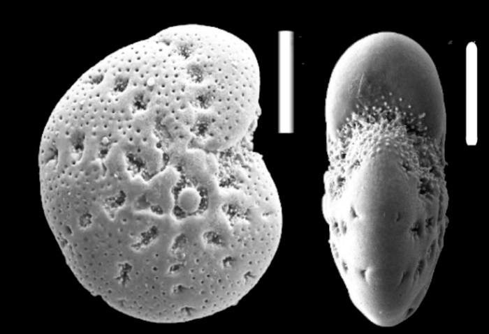 Cribroelphidium calvomarcilesei Hayward and Langer n. sp., holotype