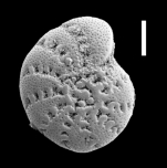 Cribroelphidium calvomarcilesei Hayward and Langer n. sp., unsequenced specimen