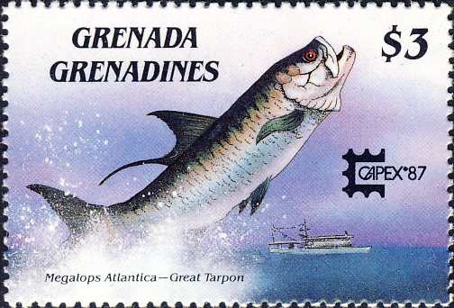 Megalops atlanticus