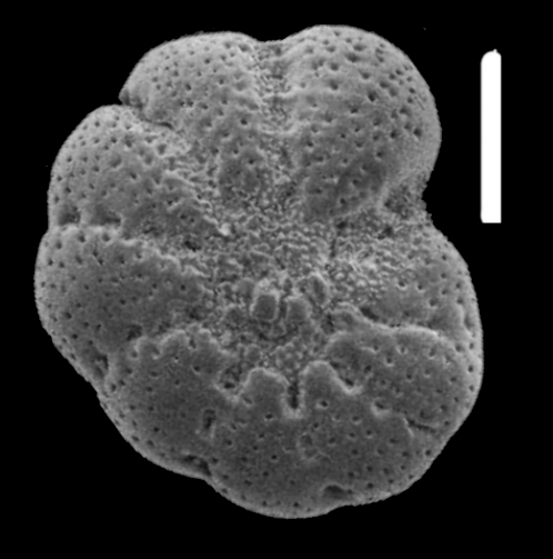 Cribroelphidium caspicum (Mayer 1968), unsequenced specimen, Caspian Sea