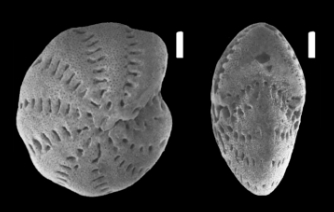 Cribroelphidium foraminosum (Cushman 1939), unsequenced specimen