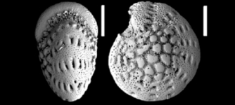 Cribroelphidium inflatogunteri Hayward and Langer 2025, unsequenced specimen