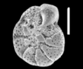 Cribroelphidium knudsenae Hayward and Holzmann 2025., unsequenced specimen, UK, 