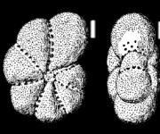 Cribroelphidium kugleri Cushman and Brönnimann 1948, unsequenced specimen