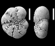 Cribroelphidium mirum Langer and Schmidt-Sinns 2006, unsequenced paratypes