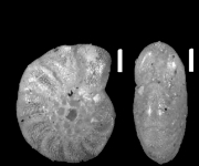 Cribroelphidium lidoense (Cushman 1936), holotype, USNM CC 23021
