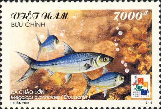 Megalops cyprinoides Megalops cyprinoides