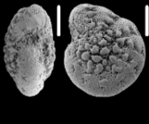 Cribroelphidium revetsi Hayward and Holzmann 2025, holotype