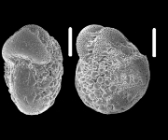 Cribroelphidium revetsi Hayward and Holzmann 2025, S41, sequenced specimen
