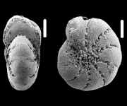 Cribroelphidium tumidum (Natland 1938), unsequenced specimen