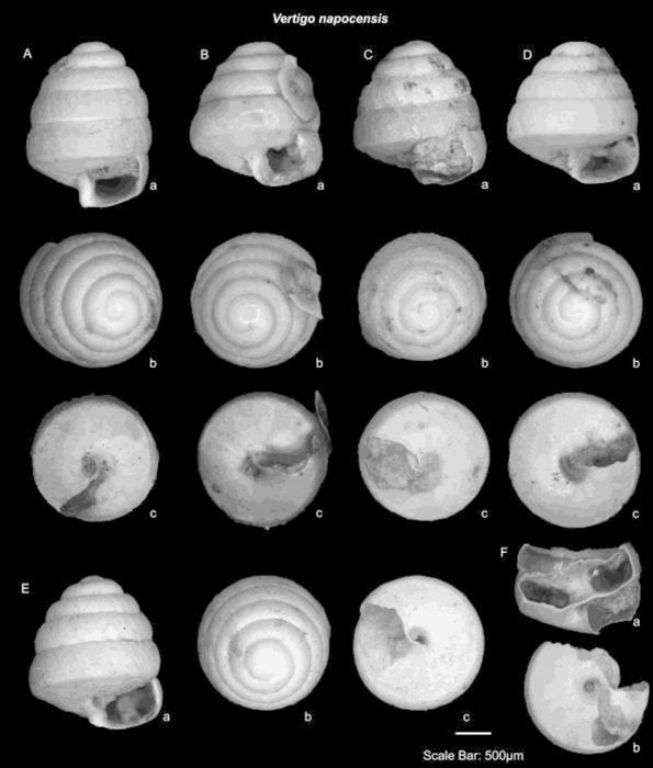 Vertigo napocensis