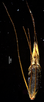 Nutlet of Rhynchospora agostiniana (NY 51515) Holotype Brazil 1