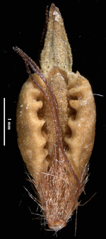Nutlet of Rhynchospora albotuberculata (B 10 0244244) Brazil 1